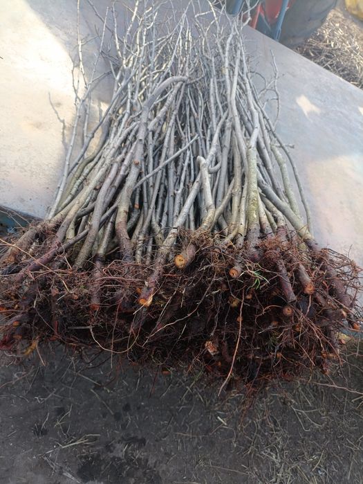 Pomi-3Lei bucT.07⁵⁵²²⁵⁹⁹⁹pruni,corcoduși,vișini,măr,nuci