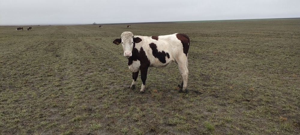 Симментал сиырлары. Коровы симментал