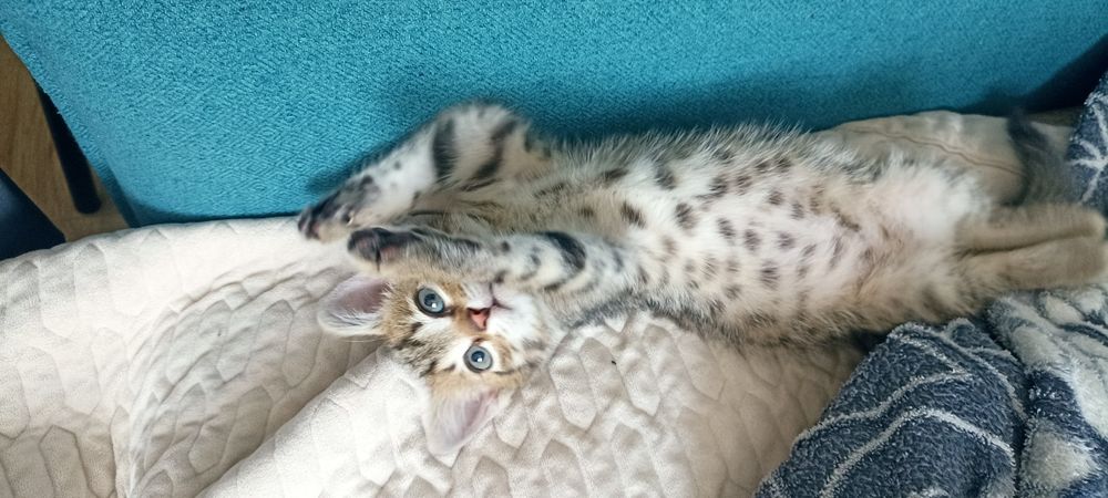 Котенок в добрые руки