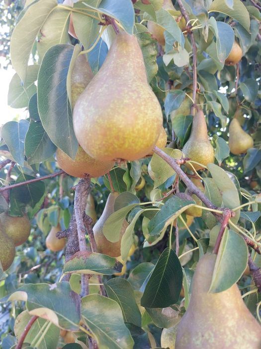 Vand mere Mere( Golden,Idared,Gala),PRUNE și Pere(pt consum și palinca)