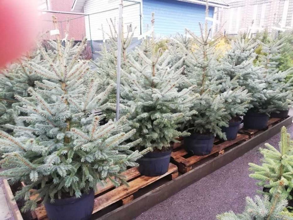 Саженцы сеянцы ель голубая ёлка липа рябина кедр сосна продам береза