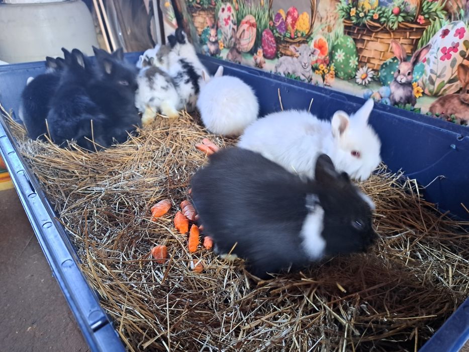 Vand iepurasi cap de leu pitic diferite culori