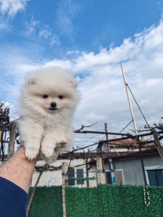 Померан мини мъжко на три месеца