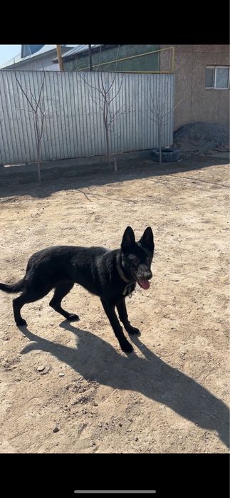 Немец рр сатылады 9 ай