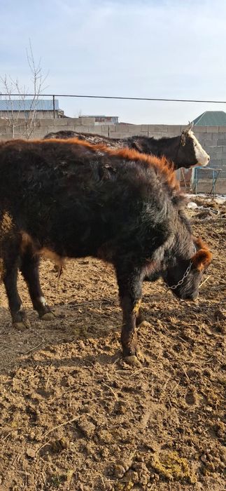 Бұқа сатылады 320 000