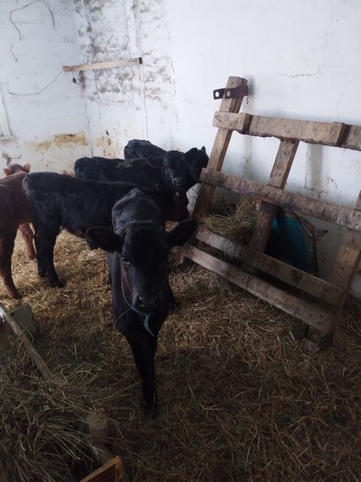 Продам телочек 1,5 месяца