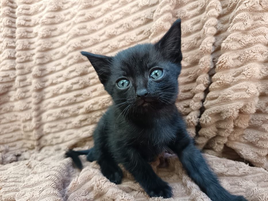 Отдаём котят, активных игривых