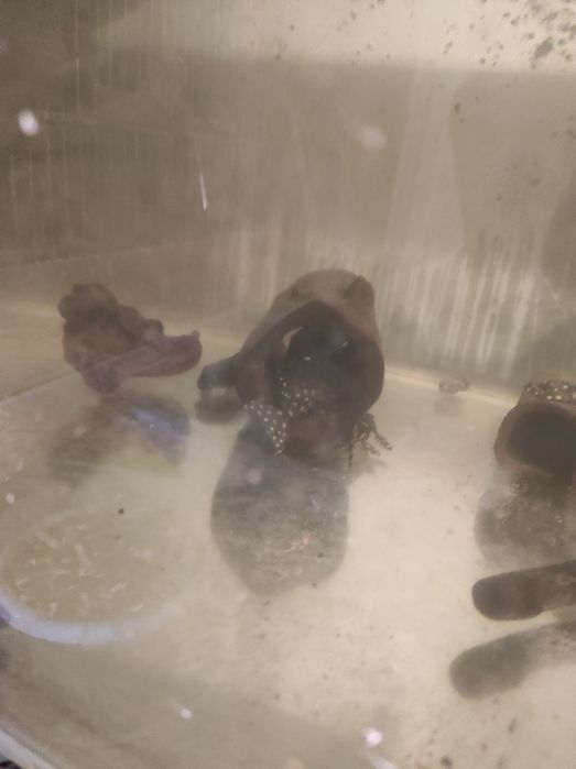 Продам сомики намерные