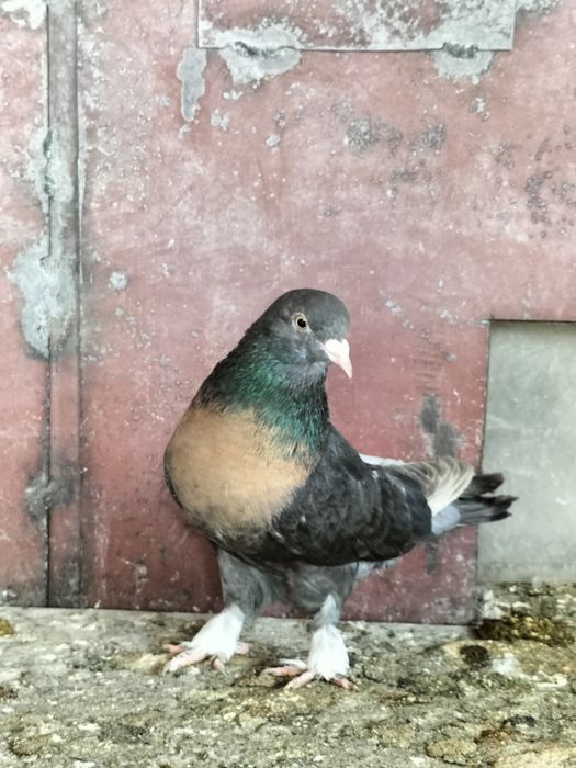 Голуби турецкие такла