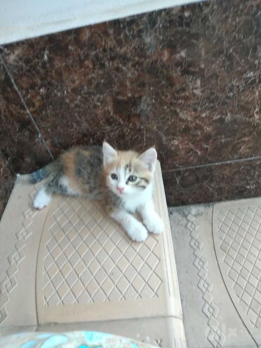 Mushukcha, котенок