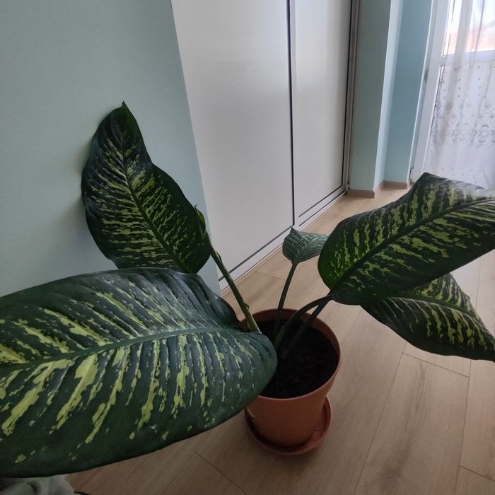 Дифенбахия(Dieffenbachia)
