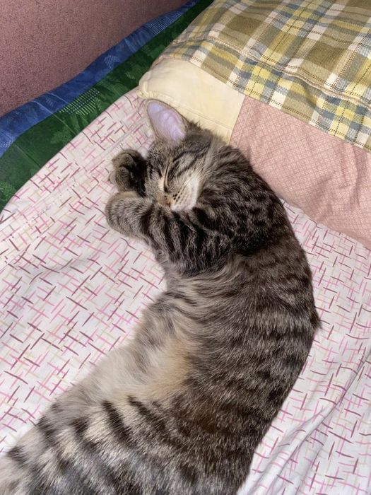 Котёнок подросток в добрые руки