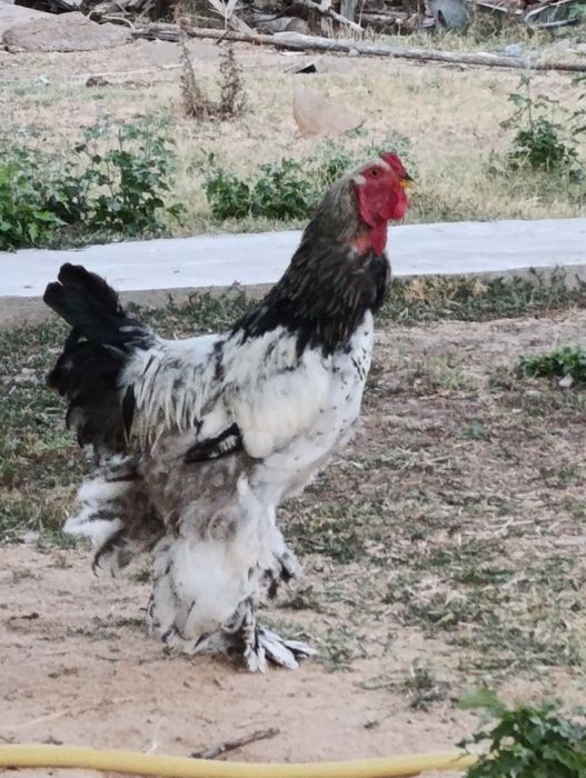 Brama xőrozla sotiladi