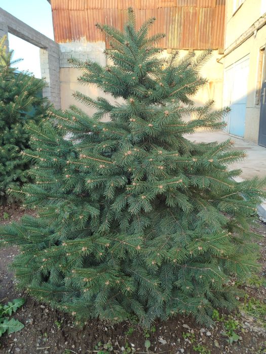 Гойубой йел арча сотилади