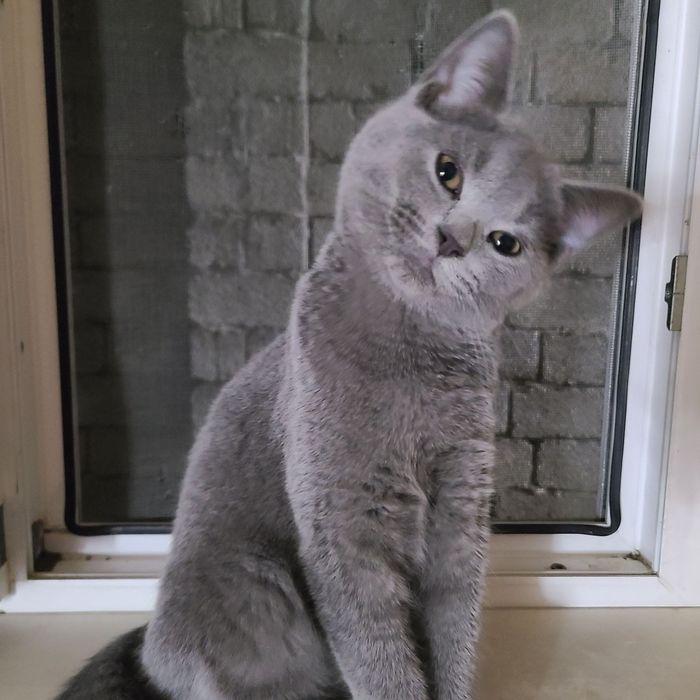 Скотиш страйт готовый котёнок