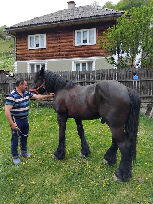 Armăsar de 2 ani de vânzare