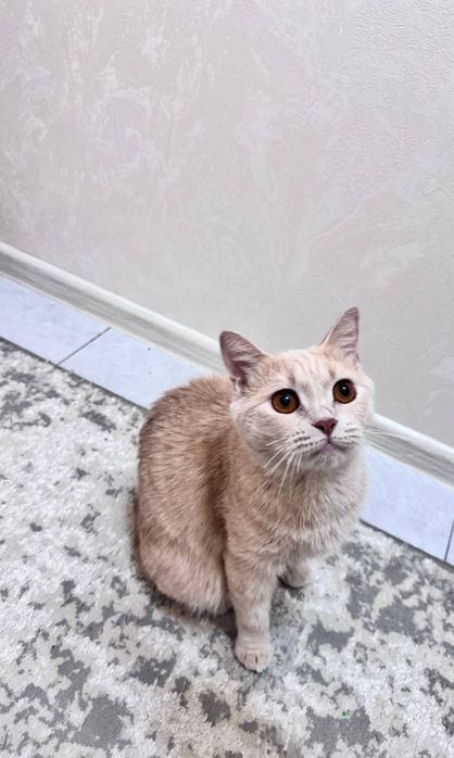 Scottish fold va scottish straight