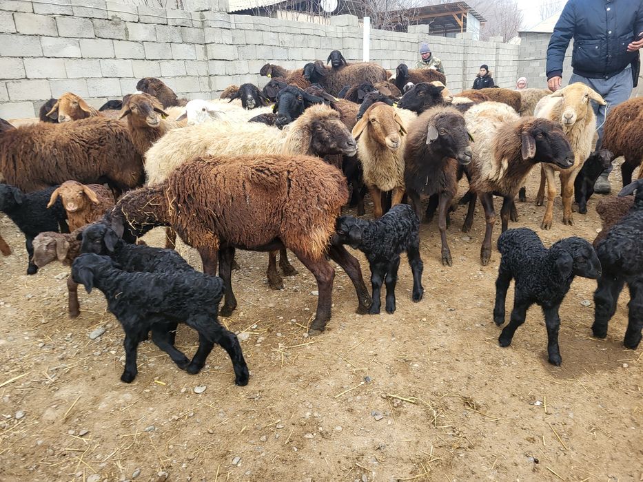 Козылы кой қозылы қой