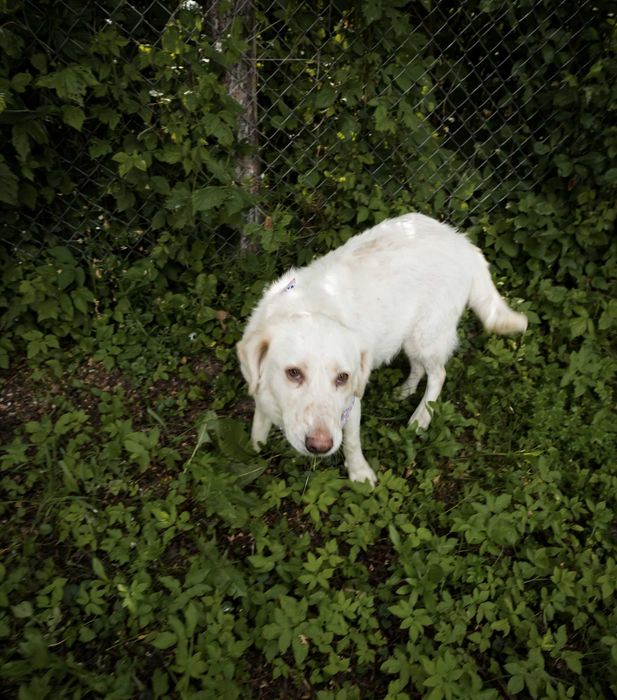 Cățelușă Retriever mix,7 ani, sterilizată, pentru adopție responsabilă