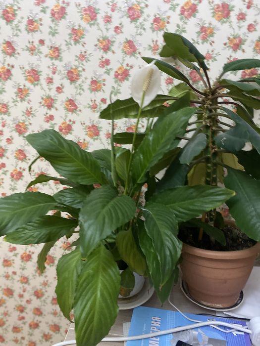 Цветы «Женское счастье»