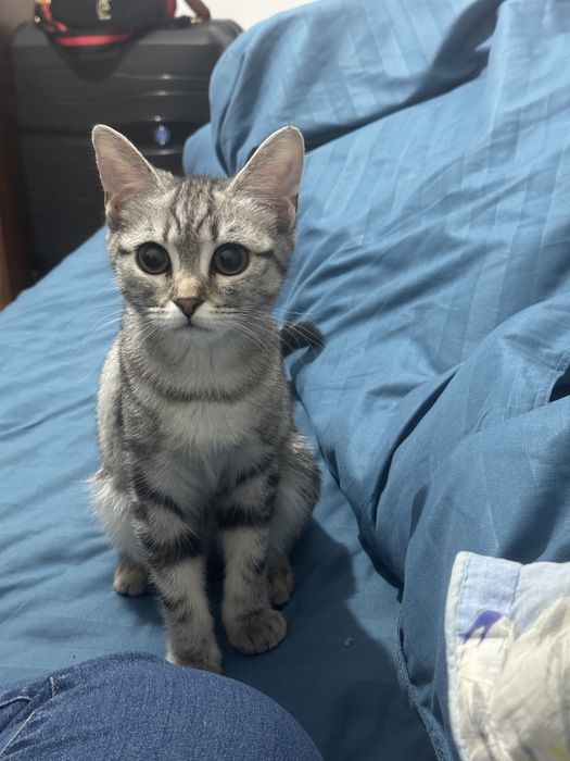 Отдам котенка скотиш-страйт