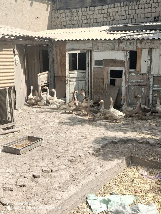 Goz optim narxlarda 35ta goz kata hamasi  8.00000 sum