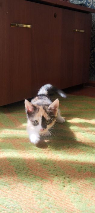 Отдам котят в добрые руки