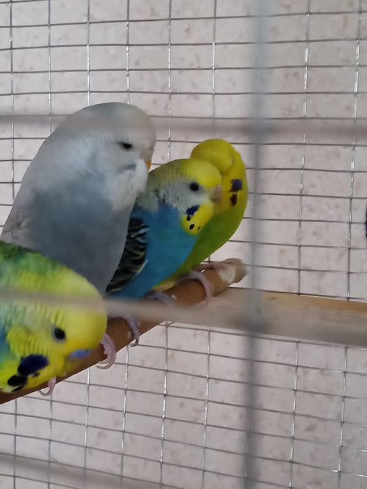 Spingel, Andufka gibrit, Chex, Nemis, Volnistiy juvona papugaylar .