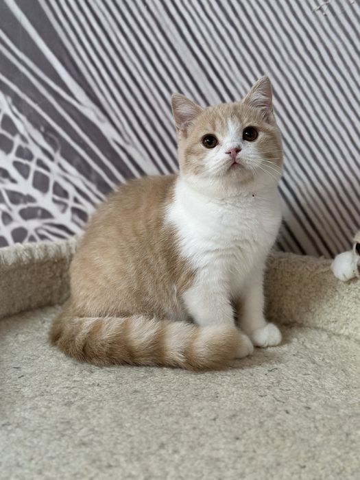 Британские котята