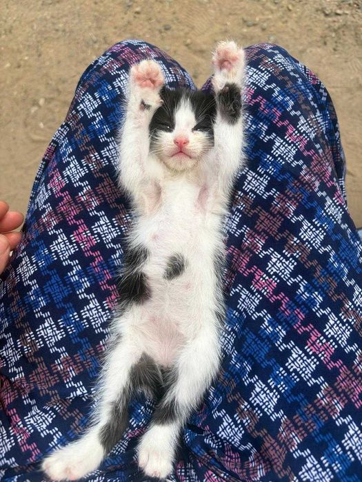 Отдам котенка в добрые руки