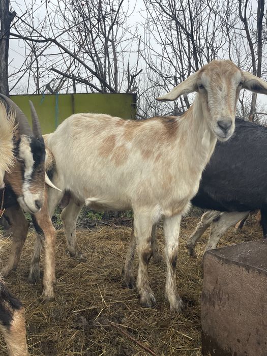 Capra de rasa metis anglo nubian