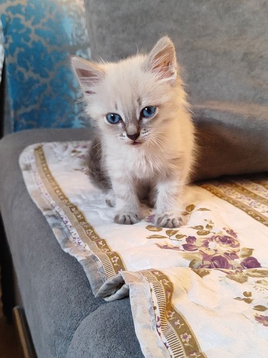Милая котята ищет дом