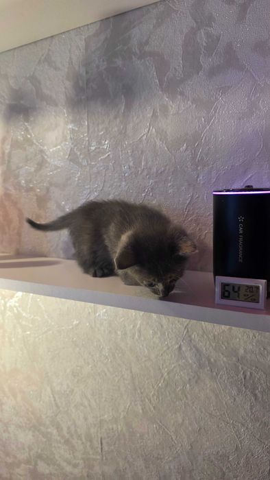Отдам котенка в добрые и любящие руки.