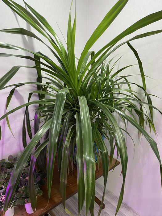 Продам цветок Панданус.