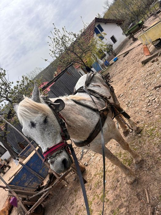 Armăsar de vânzare