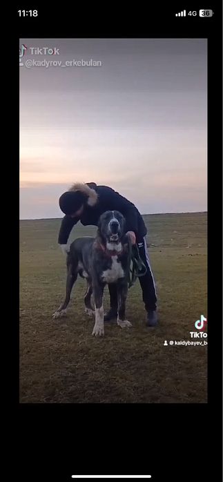 Продам щенка сын Миллиончика 5 месецев алабай сао