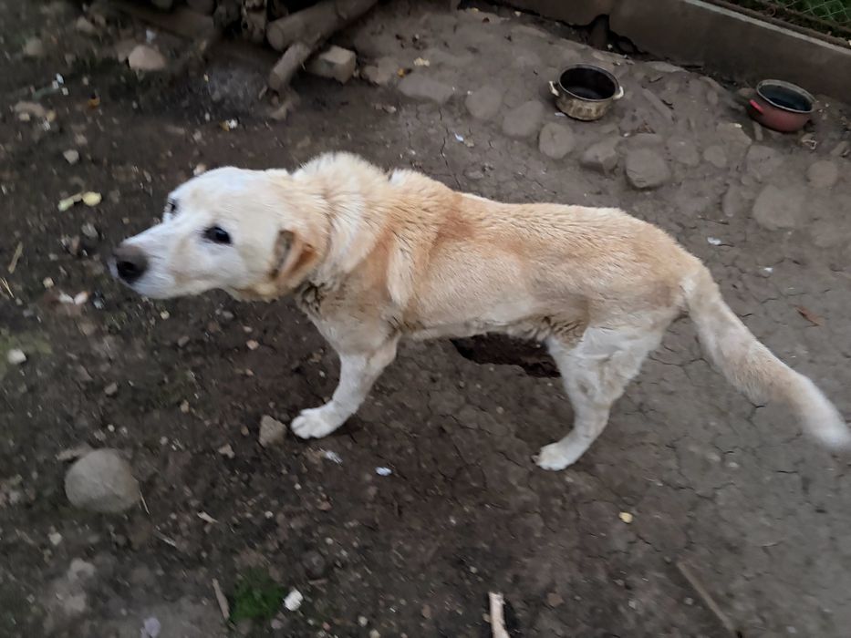 Donez Caine Labrador