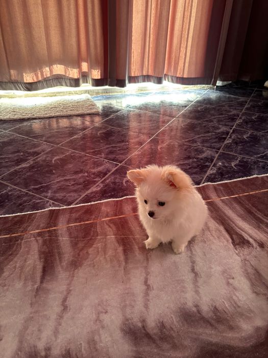 Мини шпиц померан