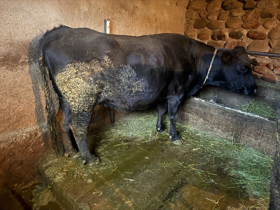 продам коров молочных