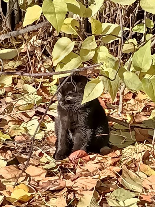 Отдам котенка в добрые руки вместе с кормом
