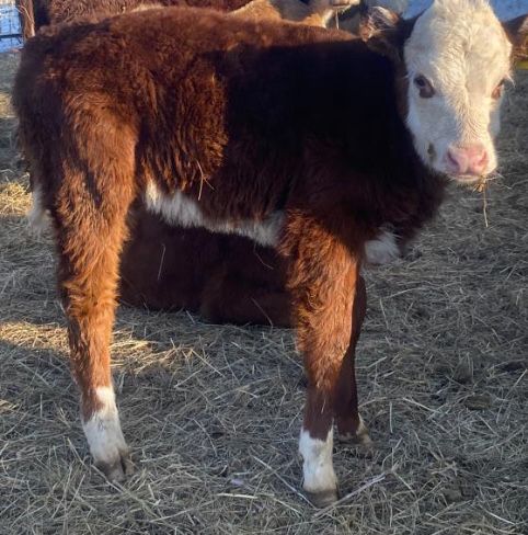 Корова с теленком