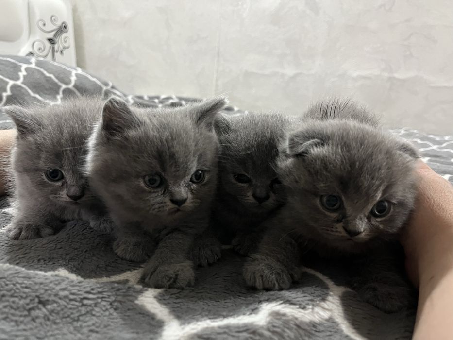 Котята британские