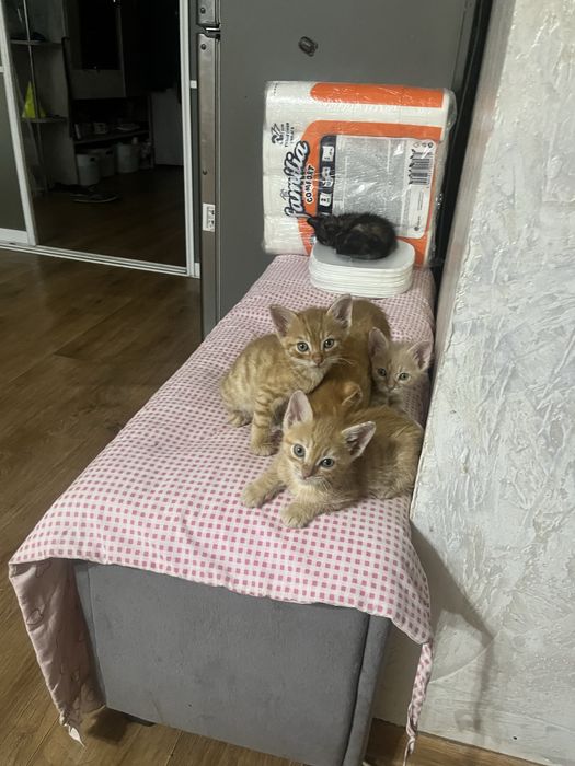 Котята бесплатно в добрые руки
