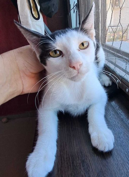 Adoptie motan castrat Zian