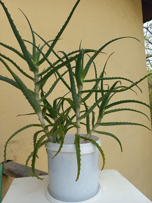 Продам цветы комнатные