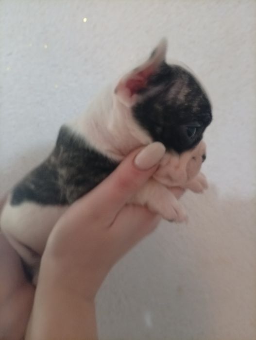 Французский бульдог.