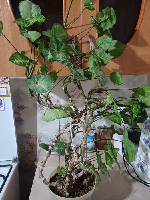 Цветы комнатные.