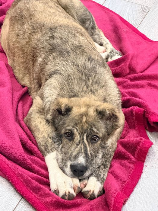 Тигровая девочка САО (алабай)