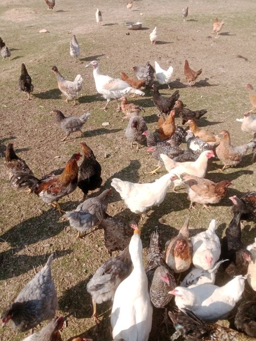 Тауықтар сатылады