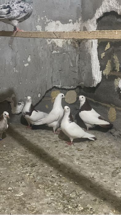 Кустар сатылады шамалғанда